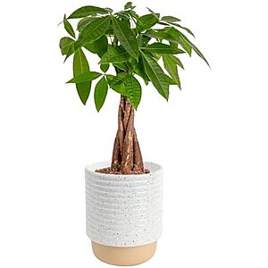 [Prime] $24.88* | 12"-16" Costa Farms Money Tree Live Indoor Bonsai-Style Plant (Pachira Aquatica) at Amazon