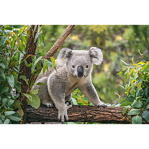 Round Trip Los Angeles to Melbourne Australia $759 Airfares on Fiji Airways BE with 1 Free Checked Bag (Travel August - February 2027)