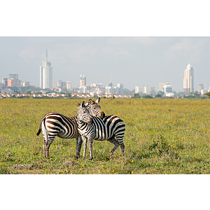 Round Trip New York to Nairobi Kenya $872 Airfares on Qatar Airways with 2 Free Checked Bags (Travel January - March 2027)