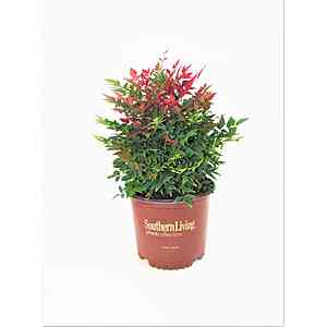 $30 HOME DEPOT 3 Gal. Obsession Nandina Multicolor Live Evergreen Shrub with Red-Green Foliage  (also 2 gal Hydrangeas $26)