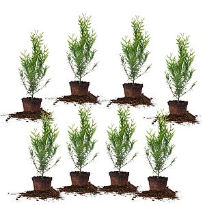 8-Pack PERFECT PLANTS Thuja Green Giant 2-Foot Privacy Evergreen Arborvita $69.06 + Free Shipping