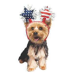 $1.44 Walmart+ FS: Vibrant Life 4th of July Stars Pet Headband, Red White Blue, XS/S for Cats or small dog