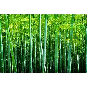 100+ Giant Timber Bamboo Seeds $3.90 + Free Shipping w/ Prime or on $35+