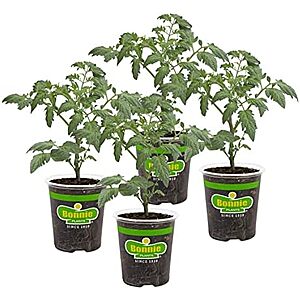 $17.24** | 4 Pack Bonnie PLANTS Husky Cherry Red Tomato Live Vegetable Plants at Amazon