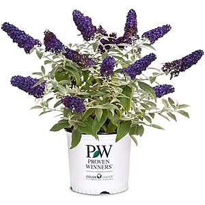$14.99* | 2-Gallon Proven Winners Pugster Buddleia True-Blue Flowers (Pugster Blue) at Amazon