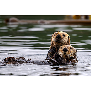 [Atlanta] Georgia Aquarium $20 Ticket Tuesdays - Buy by August 23, 2026