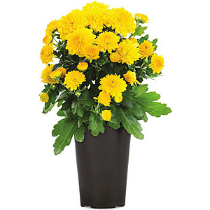Lowe's Labor Day savings, begins 8/27, 5 for $5 1.5 pt mums, 2 for $8 3 qt mums, buy 4 get 1 free fence panels + more