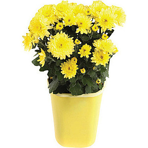 Begins 8/27, Home Depot Labor Day savings, $.98 #5 mums, #10 hanging baskets, $8.88, 2 cu ft mulch, 3 for $10