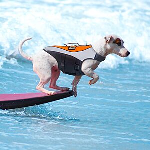 KISFLY Dog Life Jacket w/ Rescue Handle (Various Sizes) from $12.49 + Free Shipping w/ Prime or on $35+