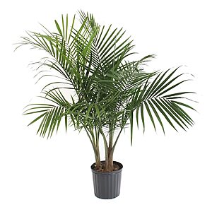 1.94-Gallon Costa Farms Majesty Palm Live Houseplant w/ Pot $14.98 + Free Store Pickup at Lowe's