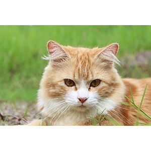 Claim Your Free Pet Supplies & Treats Today! (Limited Time)