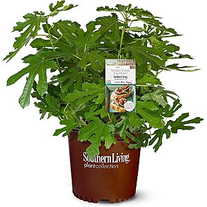 2-Gal. Southern Living Little Miss Figgy Live Shrub Fruit Plant $22.45