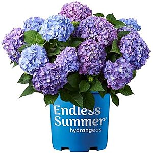$26.97* | Endless Summer Hydrangea Bloomstruck, 2 Gallon at Amazon