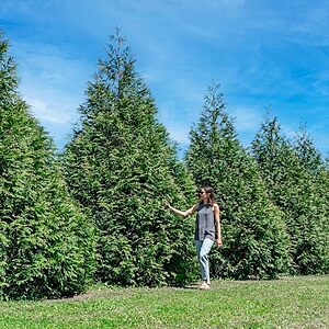 18-Pk Perfect Plants Thuja Green Giant Arborvitae Liners (3'-5' Growth Rate) $48.75 + Free S&H