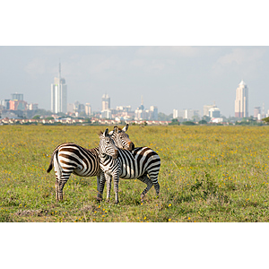 Round Trip New York to Nairobi Kenya $748 Airfares on Etihad Airways BE (Travel October 2026 - March 2027)