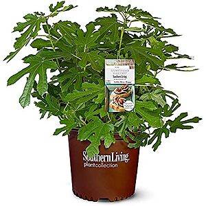 $22.46* | 2-Gal. Southern Living Little Miss Figgy Live Shrub Fruit Plant at Amazon