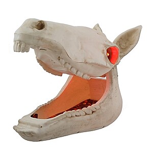 Red Shed 16 in. LED Horse Skull Candy Bowl Halloween Animatronic, $29.99, Tractor Supply