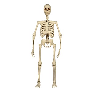 Haunted Living 5-ft Ultra Posable Skeleton Halloween Decoration - 2 for $44.98 ($22.49 each) + free shipping