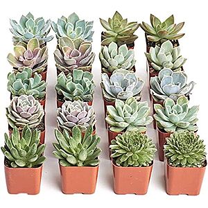 $27.99* | 20-pk Shop Succulents Rosette Succulent Plant Pack at Amazon