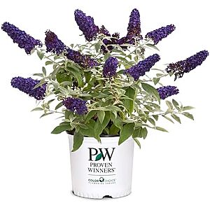 $14.99* | 2-Gallon Proven Winners Pugster Buddleia True-Blue Flowers (Pugster Blue) at Amazon