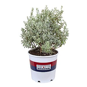 Altman Plants 2-Gallon Silverado Sage Leucophyllum Shrub $19.65 + Free Store Pickup at Lowe's or Free Shipping on $35+