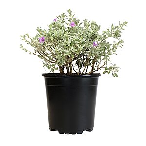 Altman Plants Silverado Texas Sage Flowering Shrub in 2.5-Qt Pot $17.98 + Free Store Pickup at Lowe's or Free Shipping on $35+