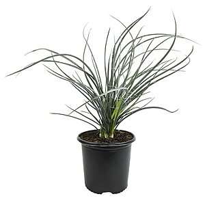 Altman Plants Red Yucca Hesperaloe Parviflora Live Succulent in 3-Gallon Pot $30.43 + Free Store Pickup at Lowe's or Free Shipping on $35+