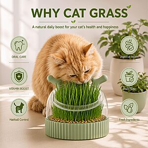 Amazon Outlet Deal | 50% $ 12.49 for Cat Grass Kit for Indoor Cats $12.49