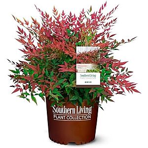 $14.99* | Southern Living 2 Gal. Obsession Nandina Shrub at Amazon