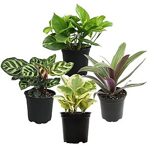 $19.58* | 4-Pk Plants for Pets 4.25" Live Indoor Plants at Amazon