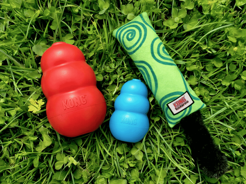 Free KONG Toy for Cats or Dogs!