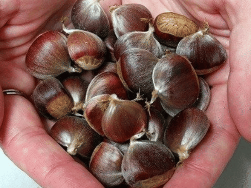 Free American Chestnut Seed!
