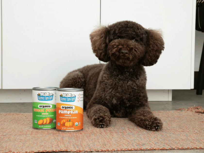 Apply to Be a Nummy Tum-Tum Pet Ambassador! Score a FREE Welcome Box!