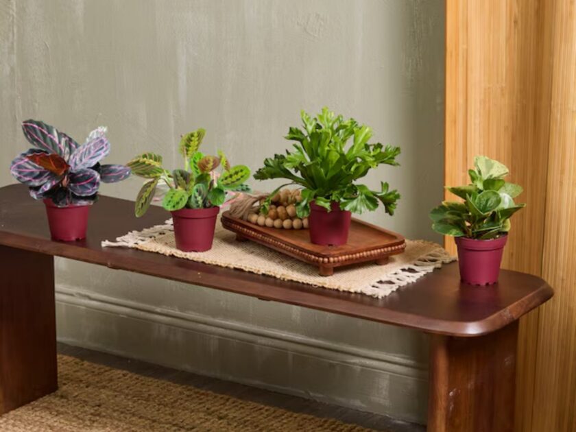 House Plants Sale at Lowe’s! | Prices From $27.98 (Reg. $36)