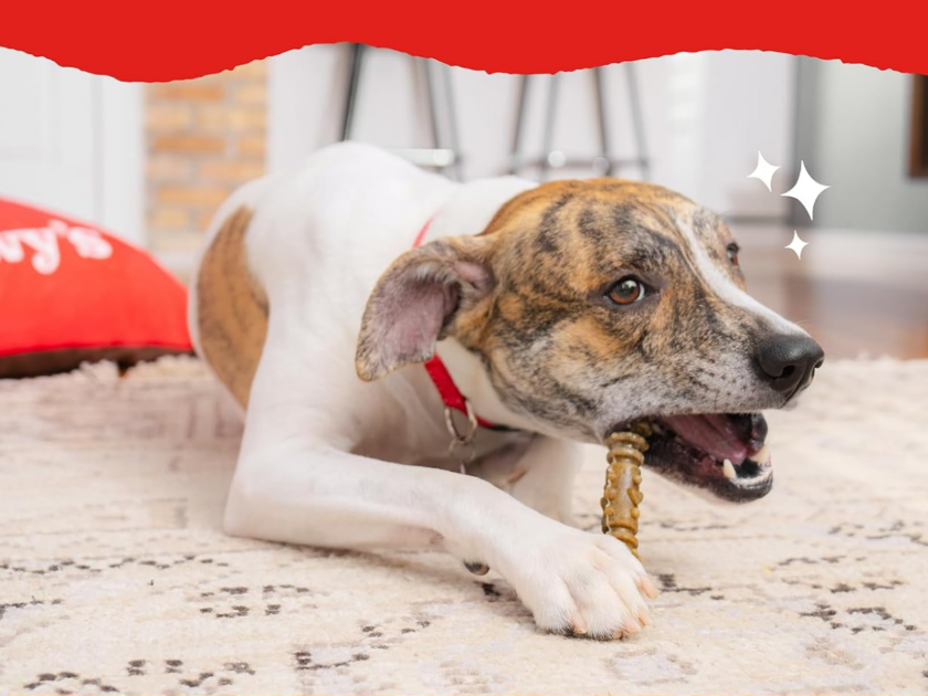 Stella & Chewy’s Dental Delights Only $6.xx on Amazon (Reg $11)