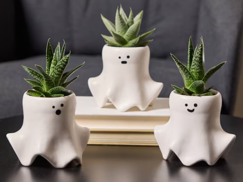 LiveTrends 1-Pack Ghastly Assorted Succulent Pot Only $9.98 at Lowe’s