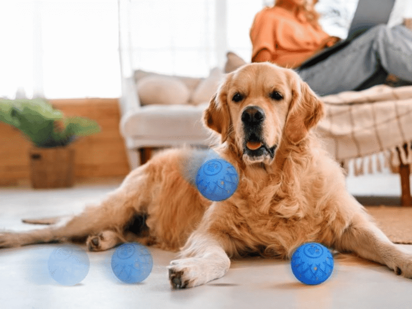 Self Rolling Interactive Dog Toy Ball Just $5.99