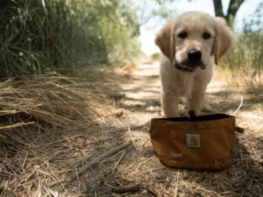 Carhartt Nylon Duck Travel Dog Bowl Only $12.xx on Amazon (Reg $21)