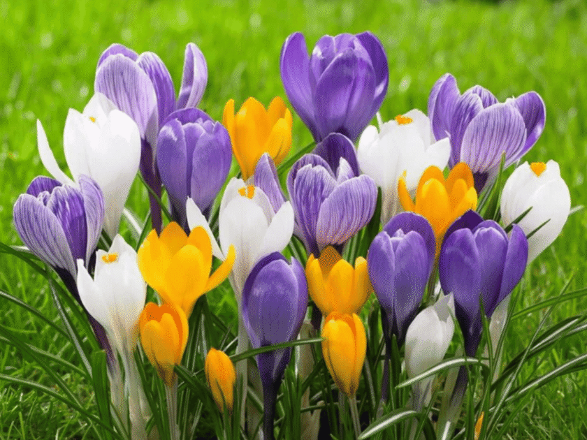 2 Win a Gift Card in The Longfield Gardens Gift Card Giveaway!