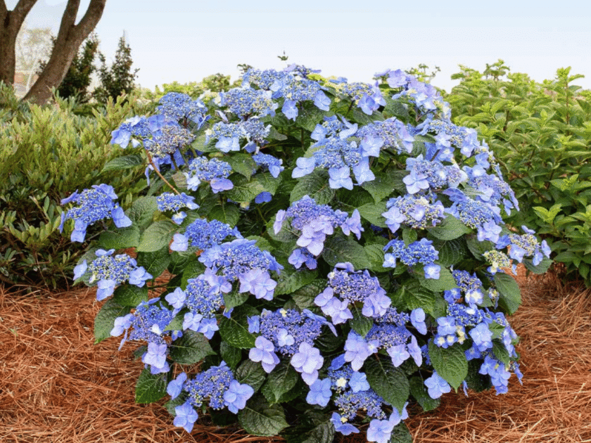 Endless Summer Hydrangea Giveaway!