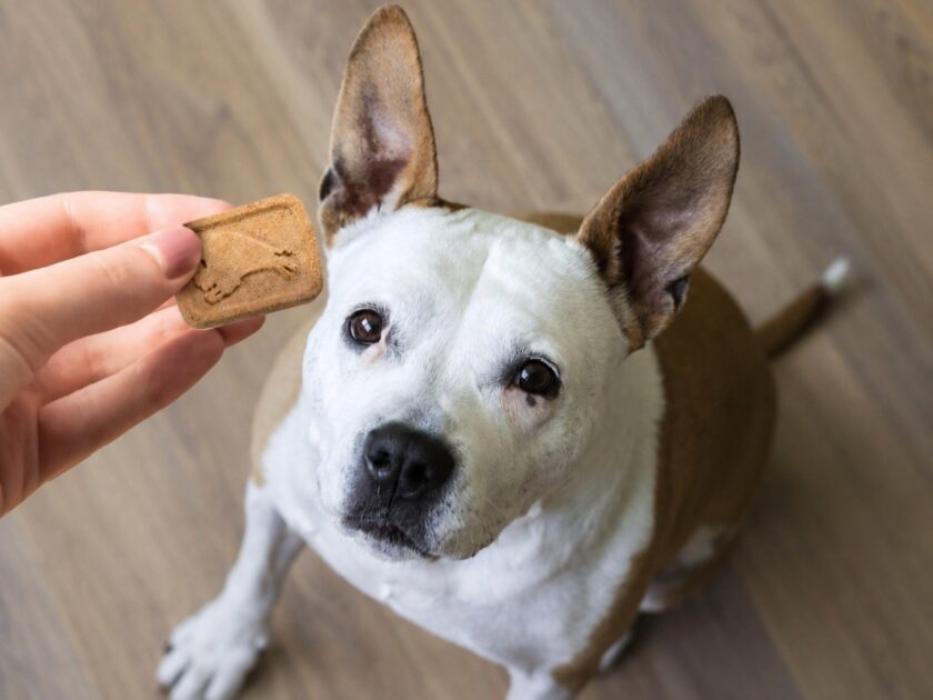 Buy 4, Save 40% on Pet Treats on Amazon | $48 Worth of Snacks Just $18.xx!