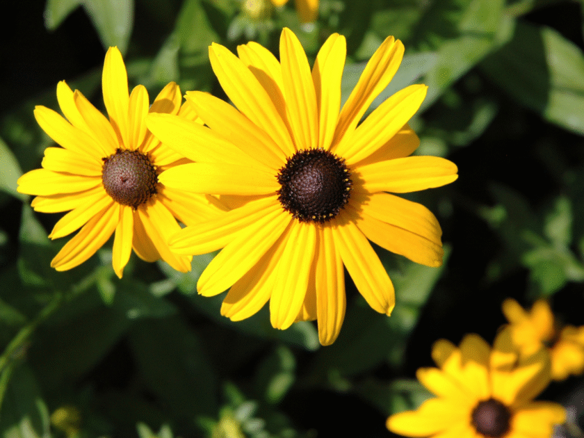 Free Pollinator Seed Packet from National Geographic