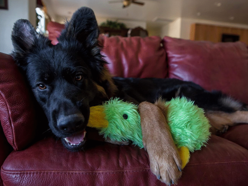 MULTIPET Duckworth Plush Filled Dog Toys Only $4.xx on Amazon (Reg $9)