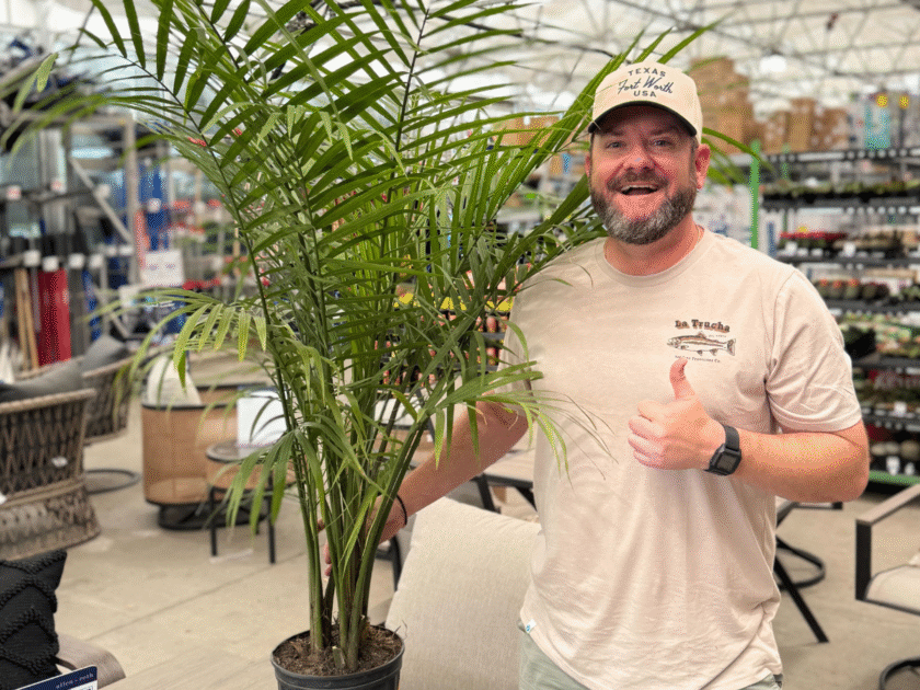 Majesty Palm Houseplant Only $14.98 at Lowe’s (Reg. $25)
